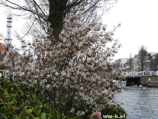 Amelanchier lamarckii drents krenteboompje pot 3liter 3.99