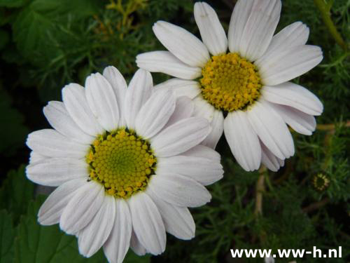 Anacyclus pyrethrum var. depressus - Klik op de afbeelding om het venster te sluiten