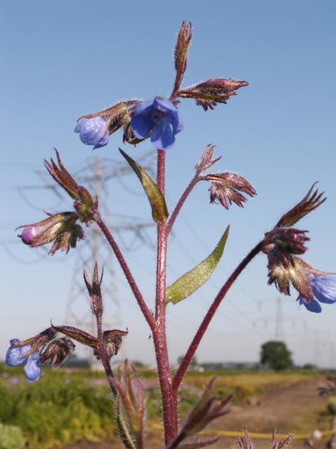 Anchusa azurea 'Dropmare' (syn Anchusa italica)