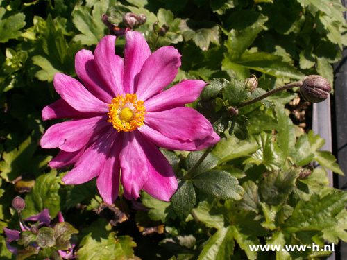 Anemone hupehensis - Klik op de afbeelding om het venster te sluiten