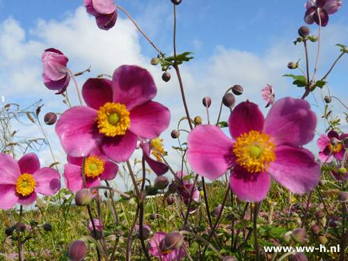 Anemone hupehensis - Klik op de afbeelding om het venster te sluiten