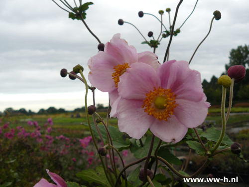 Anemone hybrida Elegans