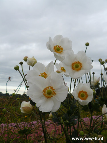 Anemone hybrida