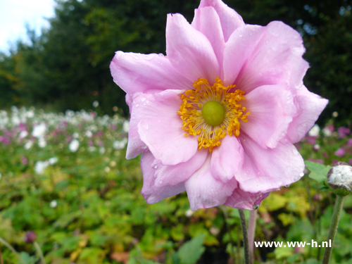 Anemone hybrida - Klik op de afbeelding om het venster te sluiten