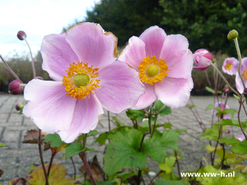 Anemone hybrida - Klik op de afbeelding om het venster te sluiten