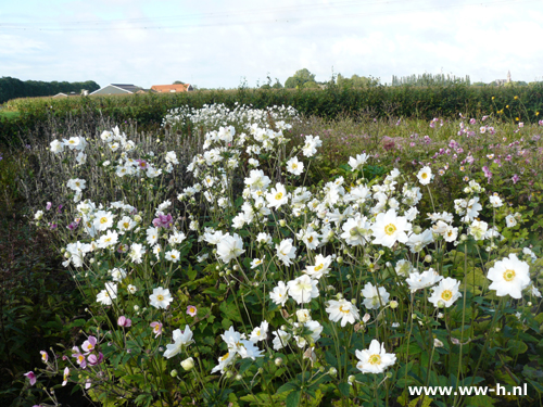 Anemone hybrida