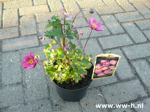 Anemone hybrida (syn. A. japonica HORT.) 3,99 - Klik op de afbeelding om het venster te sluiten