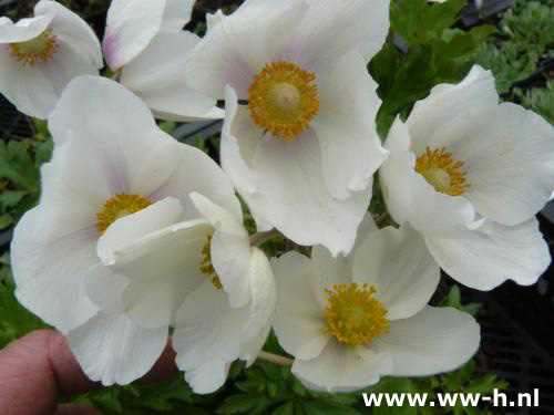 Anemone sylvestris - Klik op de afbeelding om het venster te sluiten