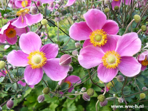 Anemone tomentosa - Klik op de afbeelding om het venster te sluiten