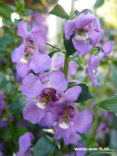 Angelonia angustifolia blauw