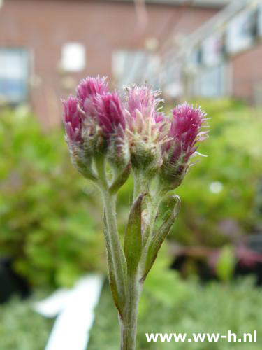 Antennaria dioica 'Rubra' - Klik op de afbeelding om het venster te sluiten