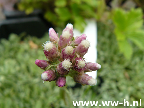 Antennaria dioica borealis - Klik op de afbeelding om het venster te sluiten