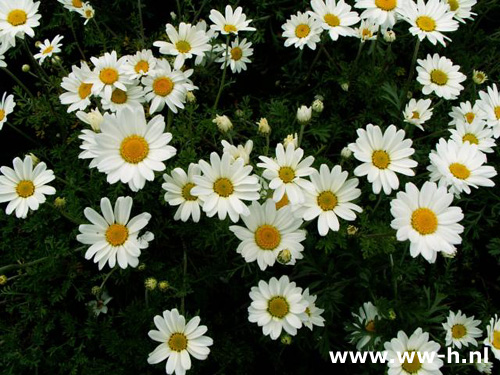 Anthemis carpatica