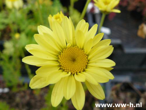 Anthemis hybrida ' E.C. Buxton ' - Klik op de afbeelding om het venster te sluiten