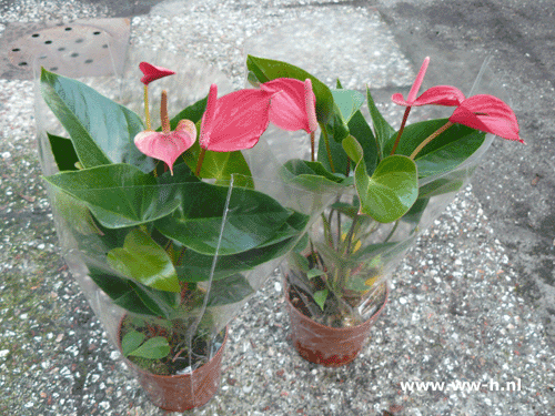 Anthurium 4.99