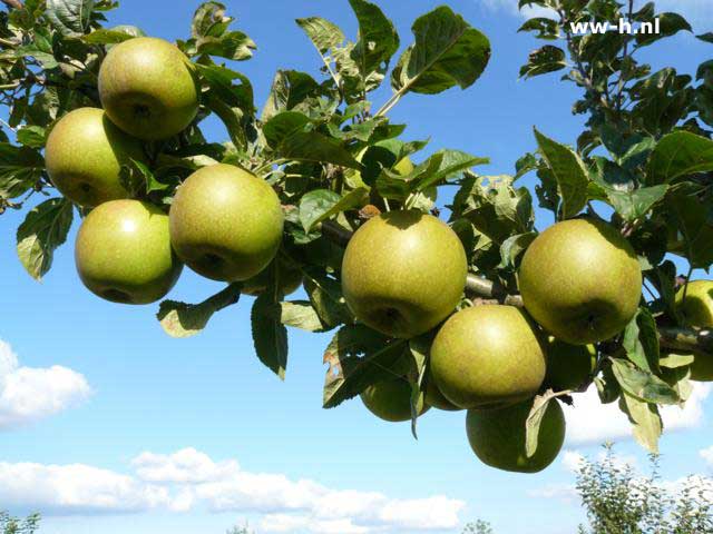 Malus domestica 'Lunterse Pippeling' - Klik op de afbeelding om het venster te sluiten