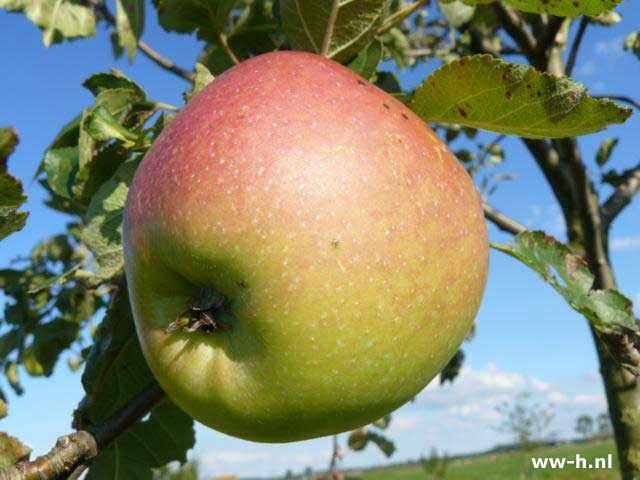 Malus domestica 'Notarisappel' - Klik op de afbeelding om het venster te sluiten