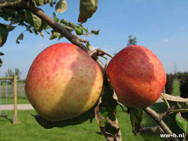 Malus domestica 'Pinova'