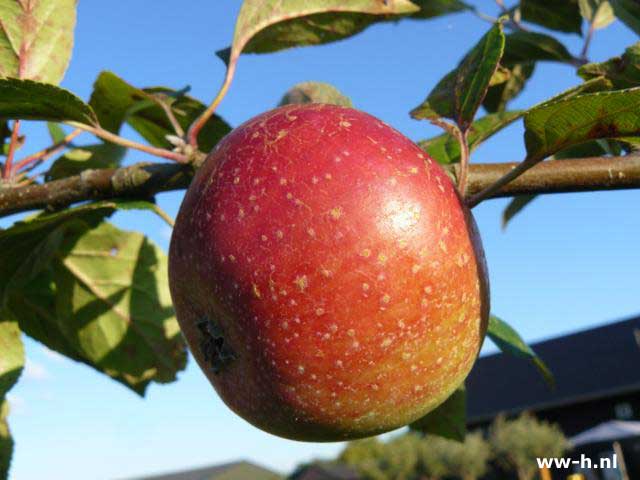 Malus domestica 'Sterappel' - Klik op de afbeelding om het venster te sluiten