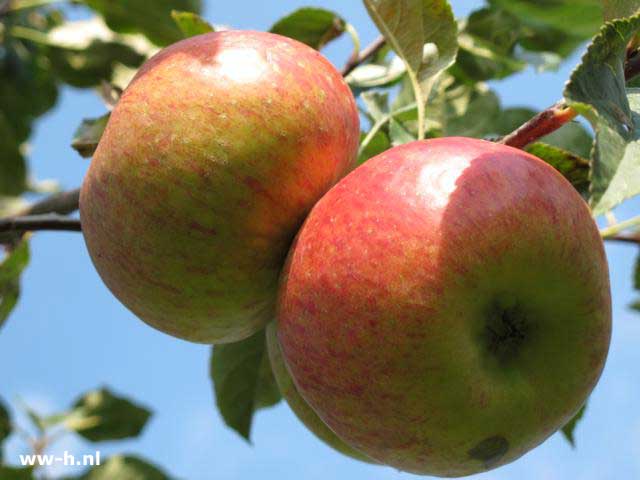 Malus domestica 'Topaz' PBR - Klik op de afbeelding om het venster te sluiten