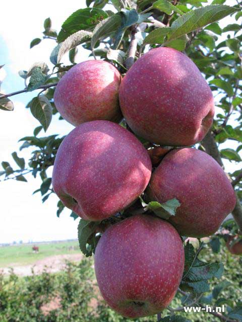 Malus domestica 'Zoete Ermgaard' Malus domestica 'Zoete Ermgaard'
