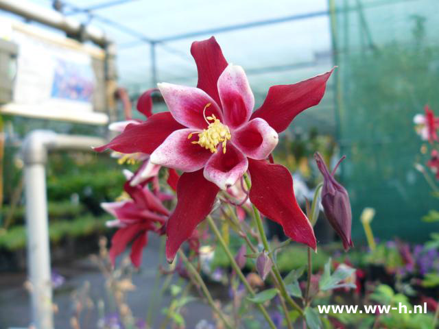 Aquilegia