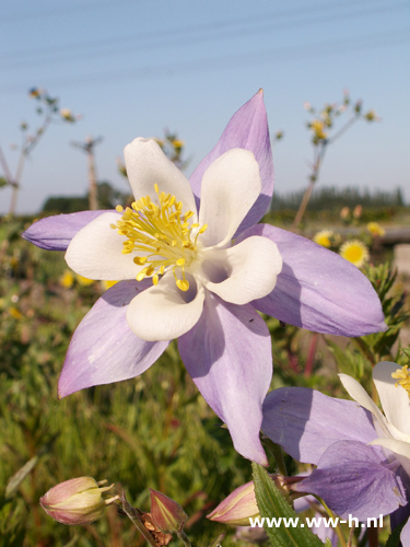 Aquilegia - Klik op de afbeelding om het venster te sluiten