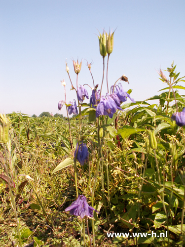 Aquilegia alpina - Klik op de afbeelding om het venster te sluiten