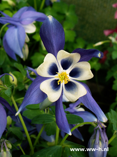 Aquilegia