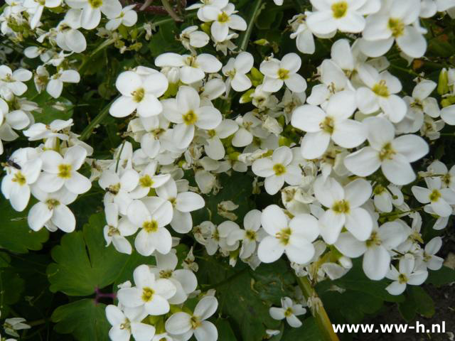 Arabis caucasica