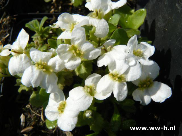 Arabis caucasica 'Schneehaube'