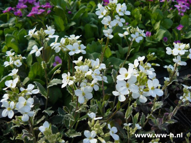 Arabis caucasica - Klik op de afbeelding om het venster te sluiten