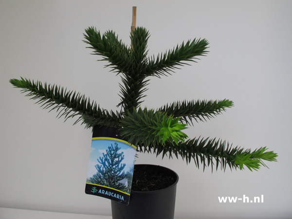 Araucaria araucana - Klik op de afbeelding om het venster te sluiten