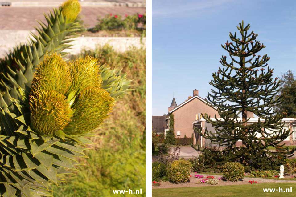 Araucaria araucana - Klik op de afbeelding om het venster te sluiten