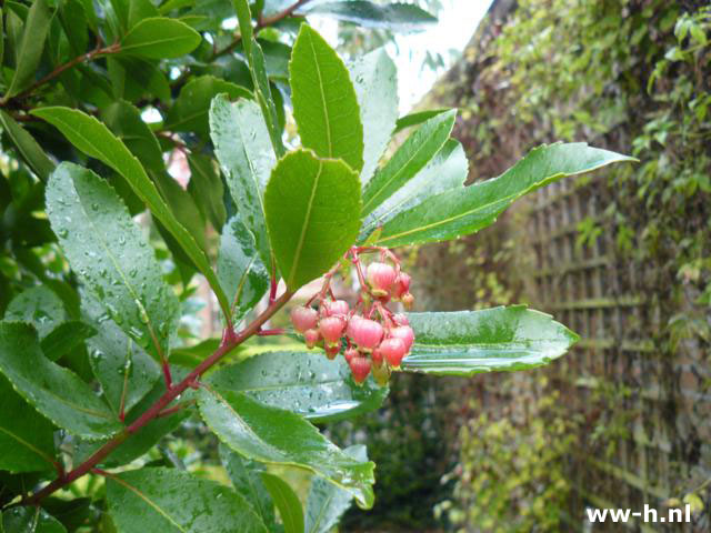 Arbutus unedo