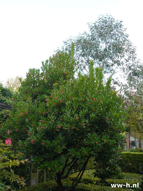 Arbutus unedo