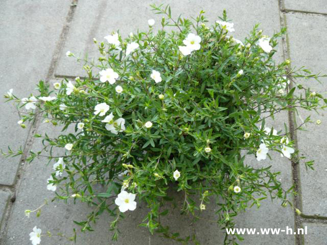 Arenaria montana