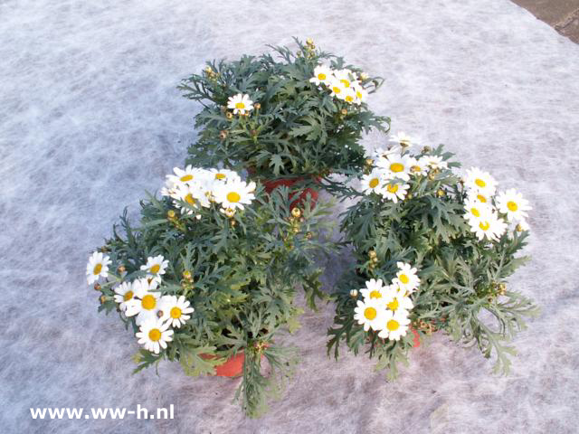 Argyranthemum frutescens wit ( Margriet ) - Klik op de afbeelding om het venster te sluiten