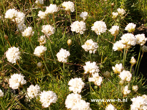 Armeria maritima - Klik op de afbeelding om het venster te sluiten