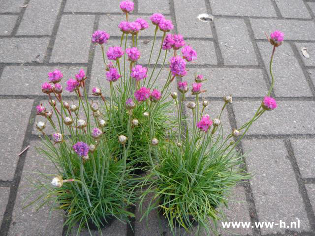 Armeria maritima - Klik op de afbeelding om het venster te sluiten