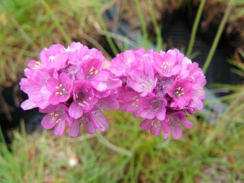 Armeria maritima