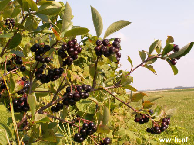 Aronia melanocarpa - Klik op de afbeelding om het venster te sluiten