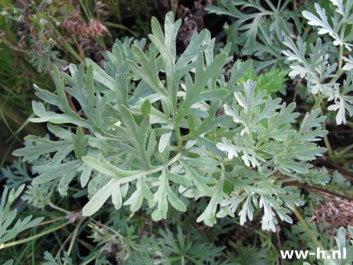 Artemisia absinthum