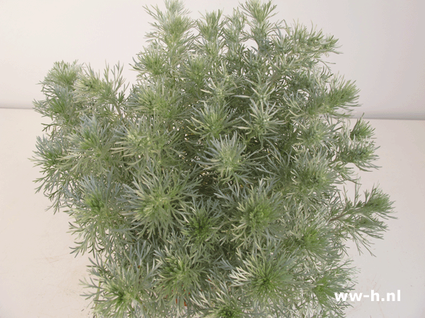 Artemisia schmidtiana 'Nana' 3,99 Artemisia schmidtiana 'Nana' 3,99