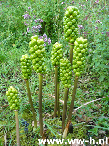 Arum italicum