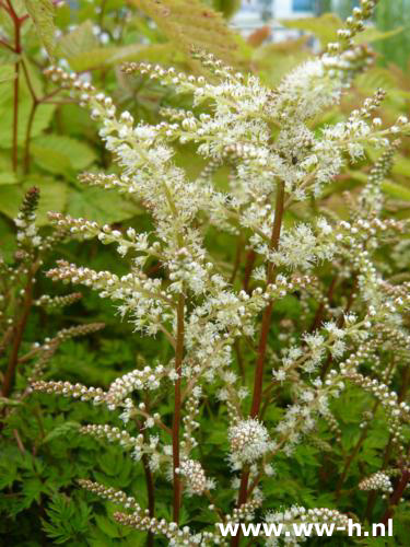 Aruncus aethusifolius