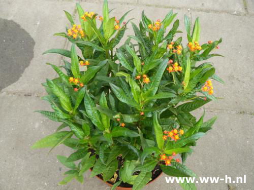 Asclepias tuberosa