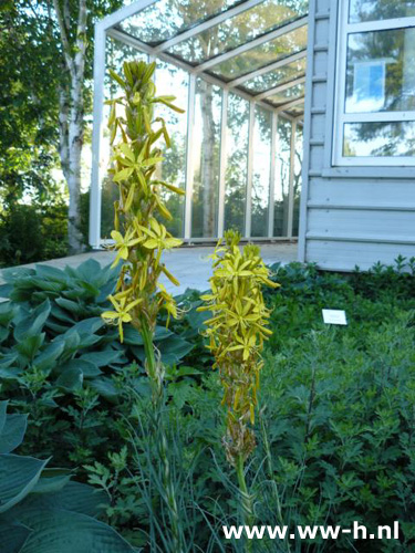 Asphodeline lutea - Klik op de afbeelding om het venster te sluiten