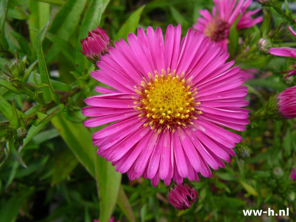 Aster