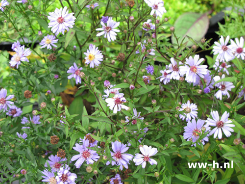 Aster cordifolius